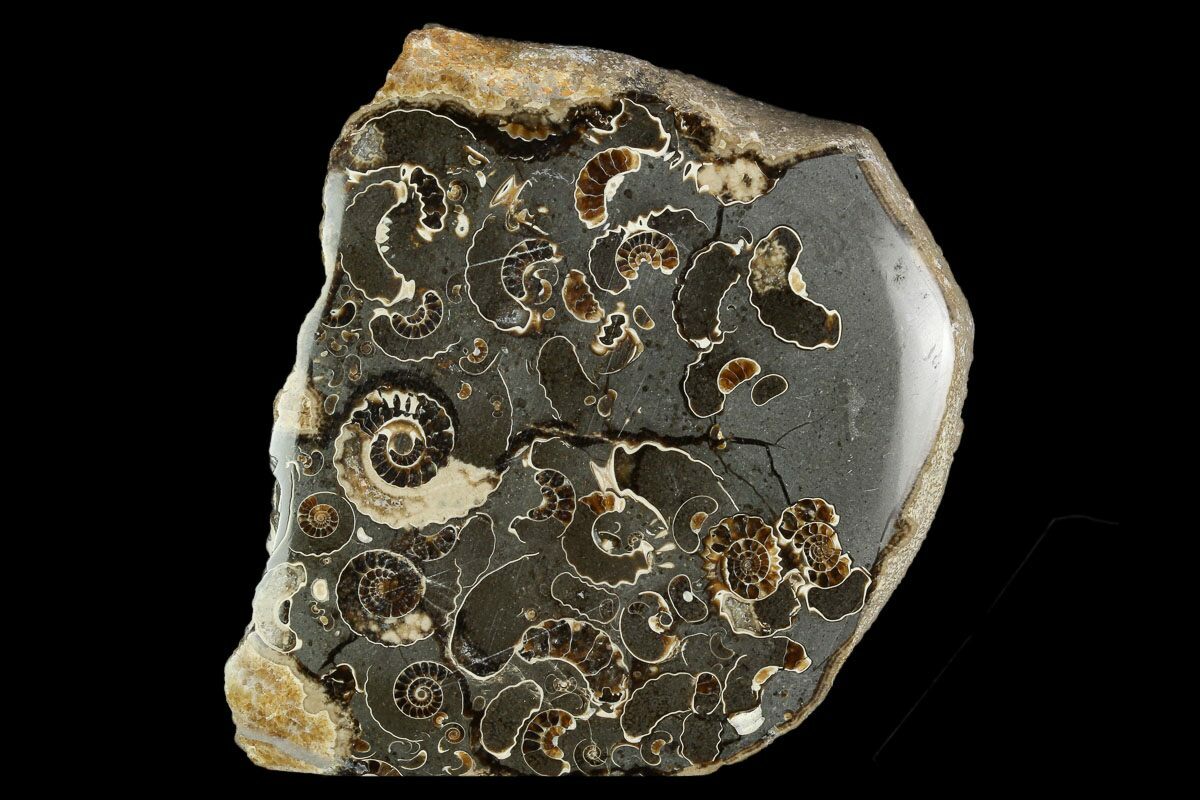3" Polished Ammonite (Promicroceras) Fossil "Marston Magna Marble