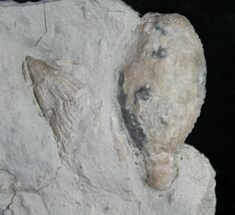 Holocystites (Cystoid) Fossil From Indiana #9048