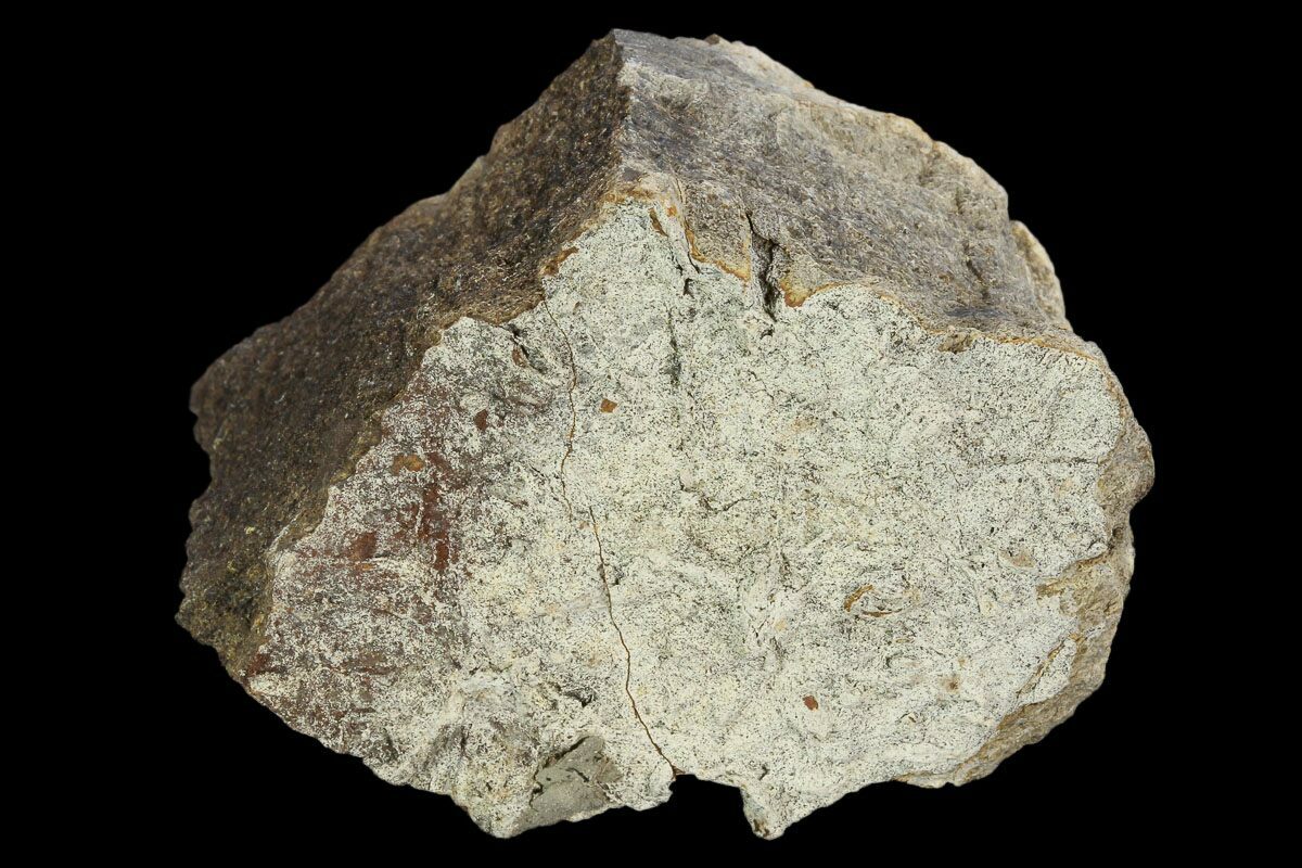 triceratops frill fossil