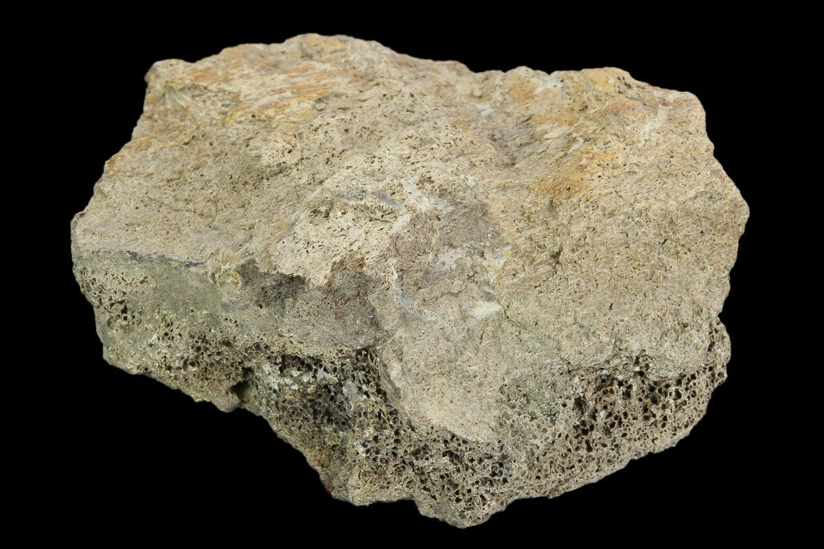 triceratops frill fossil