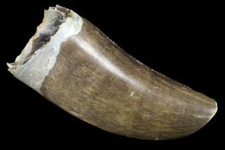 gorgosaurus tooth