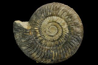 Ammonite (Parkinsonia) Fossil - Dorset, England #129415