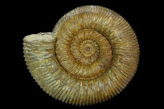 Jurassic Ammonite (Stephanoceras) Fossil - France #129416