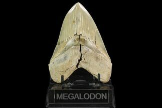 Serrated, Megalodon Tooth - Aurora, North Carolina #129450
