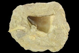 Fossil Mosasaur Tooth With Shark Tooth - Morocco #127676