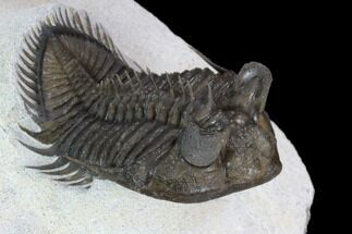 Tower Eyed Erbenochile Trilobite - Top Quality #128993