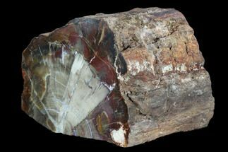 Triassic Petrified Wood (Araucaria) Section - Circle Cliffs, Utah #129535