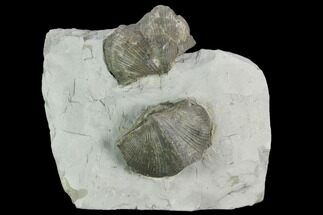 Two Pyrite Replaced Brachiopod (Paraspirifer) Fossils - Ohio #129606