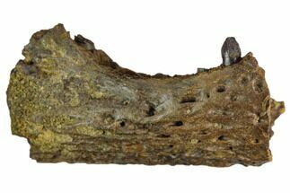 Cretaceous Alligatoroid (Brachychampsa) Jaw Section - Montana #129813