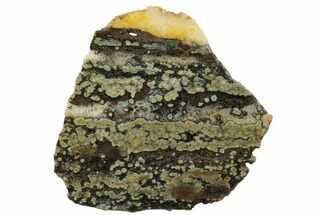 6.4" Orbicular Ocean Jasper Slab - Madagascar - Crystal #129844