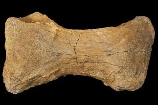 Triceratops Metatarsal (Toe Bone) - Montana #130263