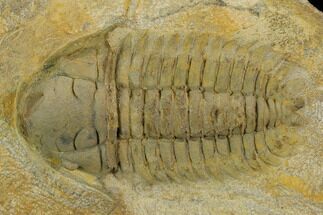 2" Ordovician Eccoptochile Trilobite - Battou Area, Morocco - Fossil #130397