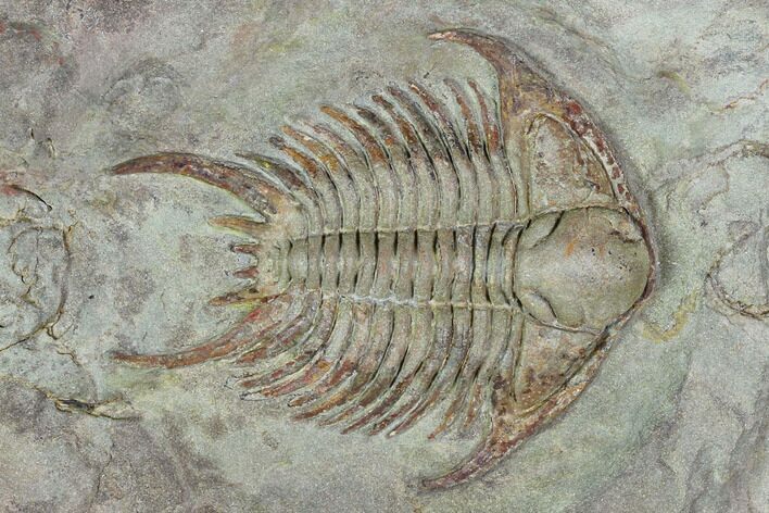 2.3" Ordovician Foulonia Trilobite - Fezouata Formation (#130436) For ...