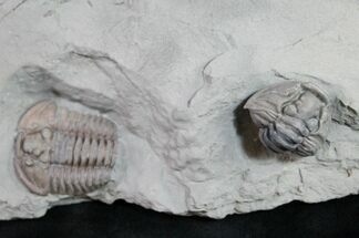 Flexicalymene Trilobites From Mt Orab #9212