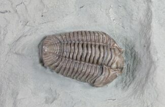 Very D Flexicalymene Trilobite Fossil - #9214