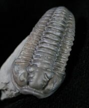 Beautiful D Flexicalymene Trilobite - #9217