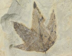 Sycamore Leaf (Platanus) - Green River Formation, Colorado #130329