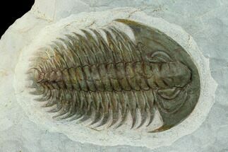 Longianda Trilobite - Issafen, Morocco #131285