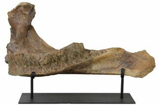 Triceratops Mandible (Lower Jaw) on Stand - North Dakota #131346