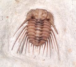 Detailed Kettneraspis Trilobite - Black Cat Mountain #9253