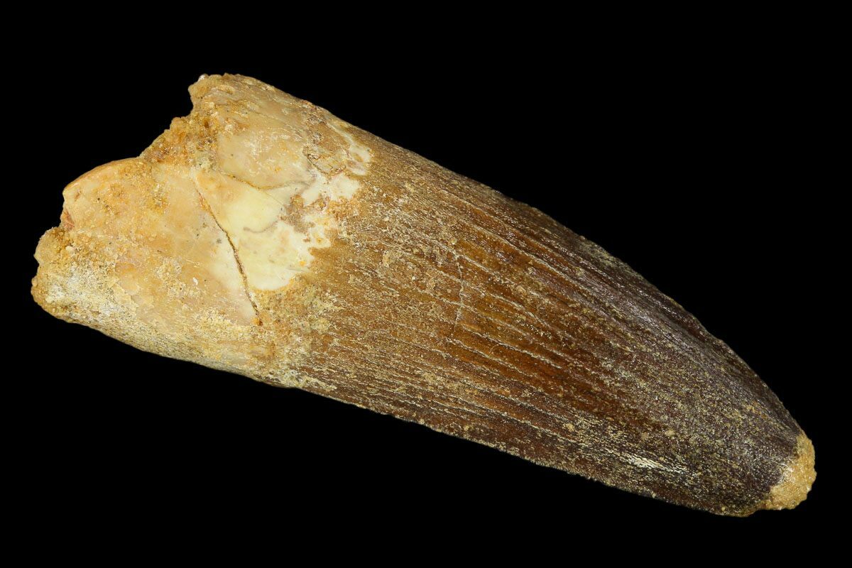 spinosaurus tooth real