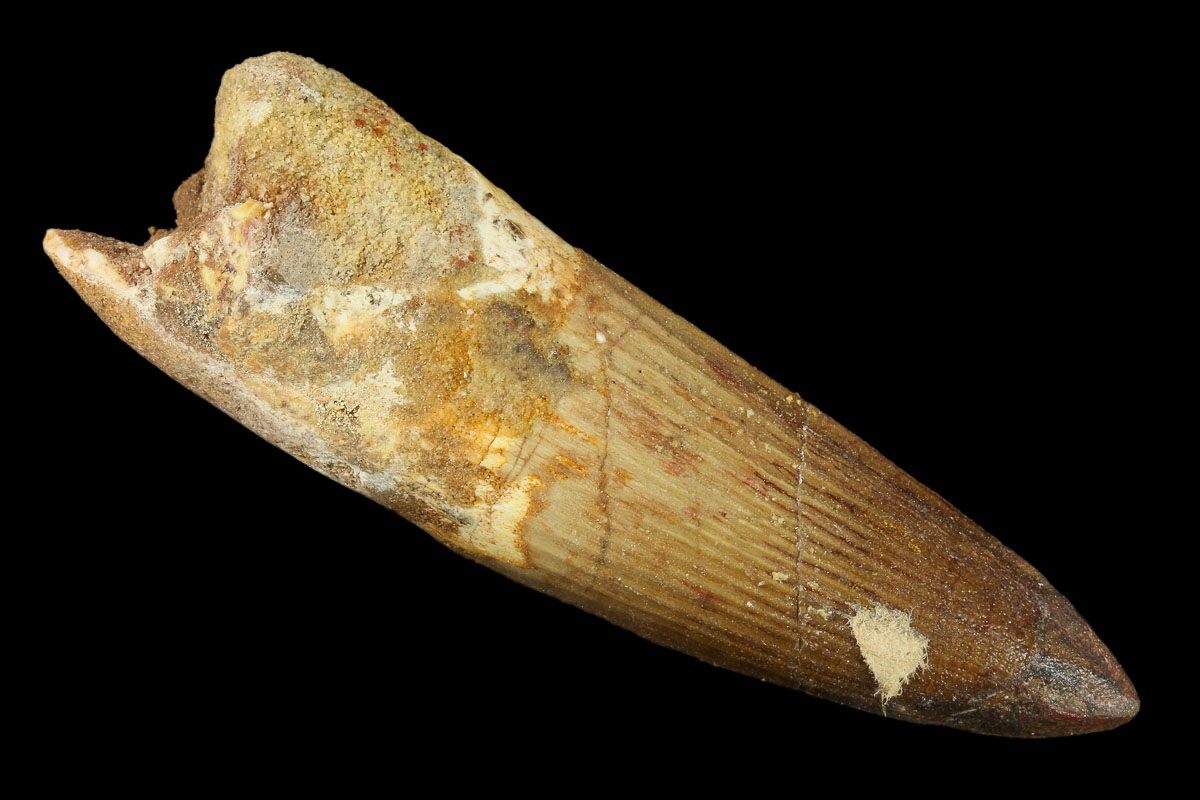 spinosaurus fossil tooth