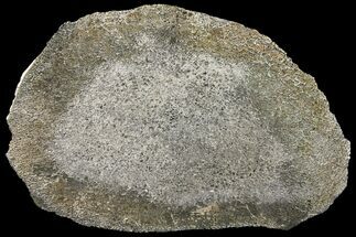 Pyritized, Polished Iguanodon Bone - Isle Of Wight #131200