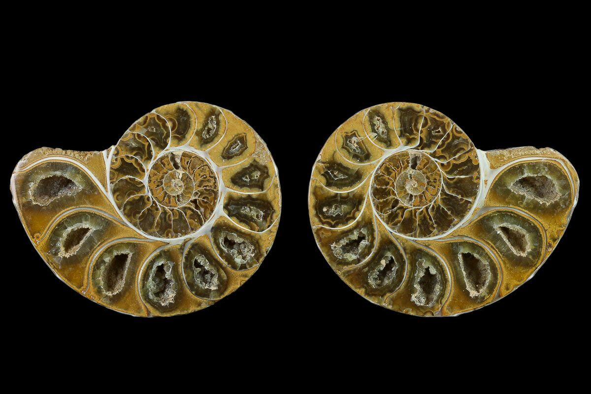 pair fossil q