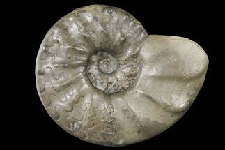 Triassic Ammonite (Ceratites Nodosus) - Germany #131934