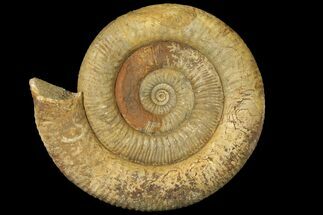 Large, Stephanoceras Ammonite - Dorset, England #131897
