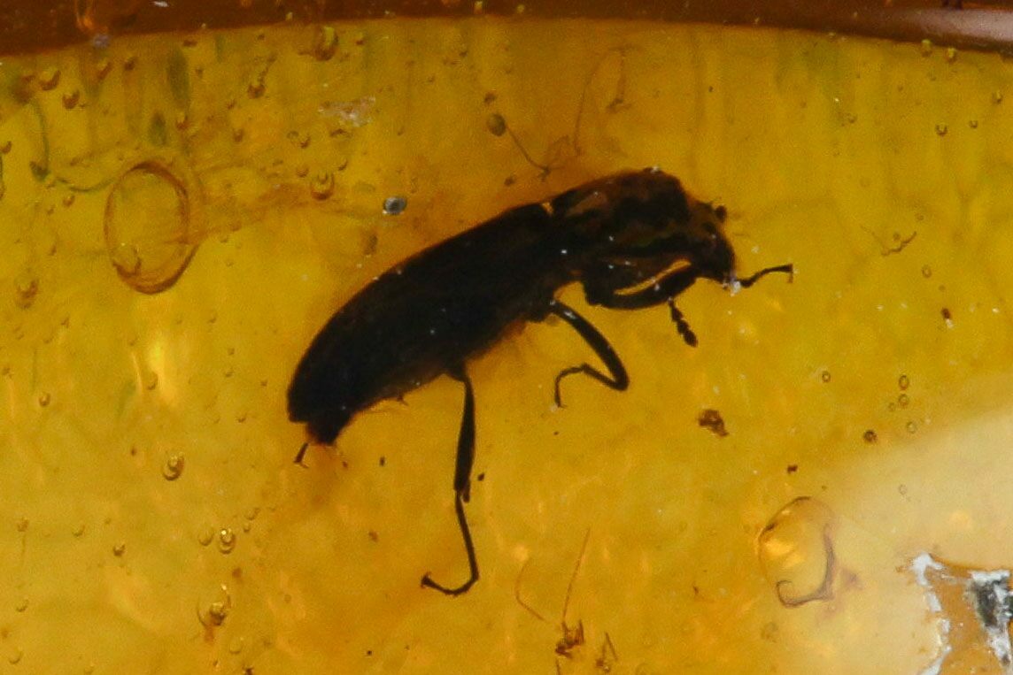 Detailed Fossil Beetle (Coleoptera) In Amber - Myanmar For Sale ...