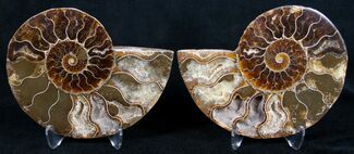 Beautiful Polished Ammonite Pair - Agatized #9303