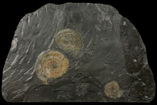 Dactylioceras Ammonite Cluster With Hanger - Germany #132721