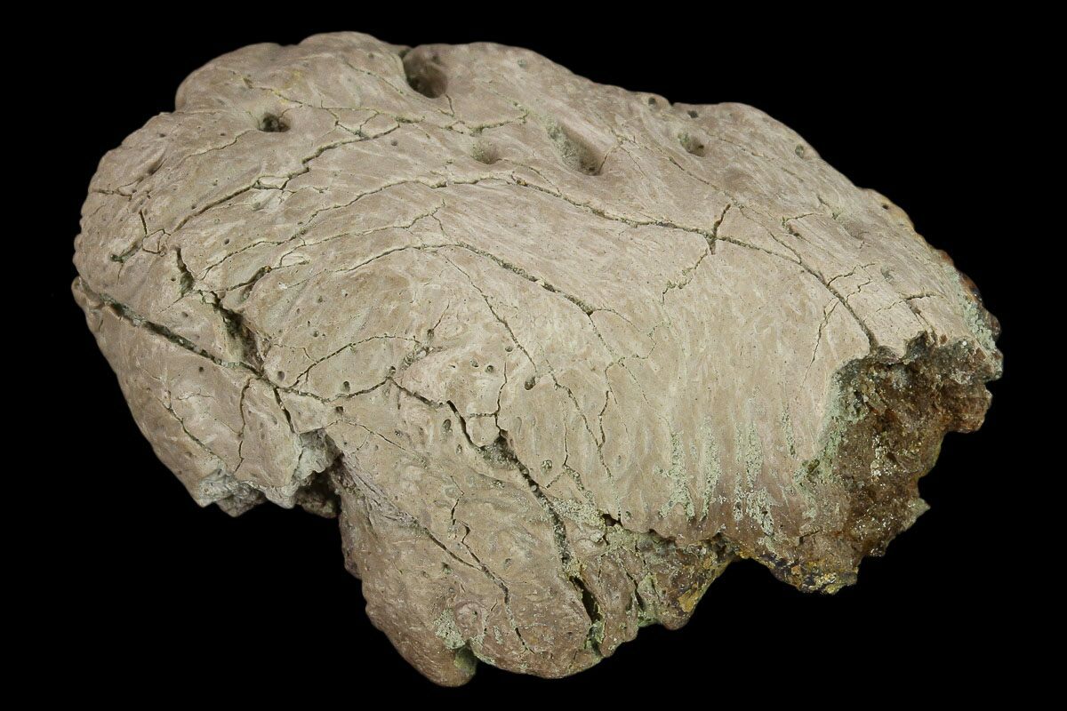 ankylosaurus fossils for sale