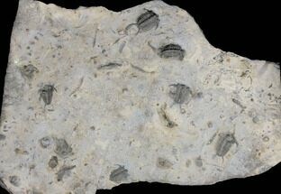 Plate Of Ceraurus Trilobites - Walcott-Rust Quarry, NY #133173