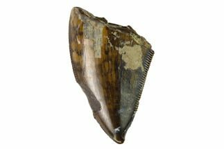Partial Tyrannosaur Tooth - Judith River Formation #133482