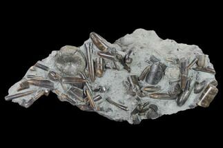 Fossil Belemnites (Paxillosus) with Vertebra - Germany #133275