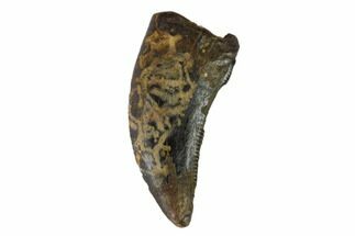 gorgosaurus tooth