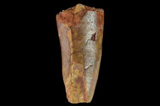 Partial, Fossil Phytosaur Tooth - New Mexico #133366