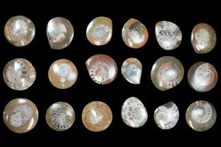 Lot - to Polished Fossil Goniatites - Pieces #133699