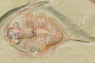 1.7" Megistaspis Trilobite With Pos/Neg - Fezouata Formation - Fossil #134119