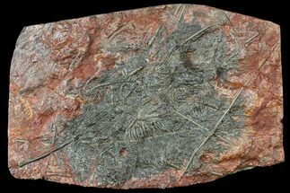 17.4" Silurian Fossil Crinoid (Scyphocrinites) Plate - Morocco - Fossil #134251