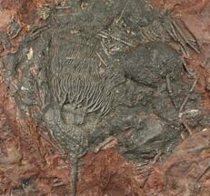 Silurian Fossil Crinoid (Scyphocrinites) Plate - Morocco #134261