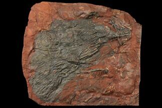 14.7" Silurian Fossil Crinoid (Scyphocrinites) Plate - Morocco - Fossil #134264