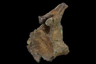 Triceratops Caudal Vertebra - North Dakota #134444