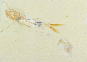 3.7" Cretaceous Fossil Fish (Davichthys) And Shrimp - Lebanon - Fossil #124006