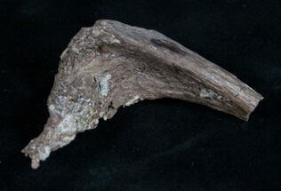 Small Edmontosaurus Rib Section - South Dakota #9451