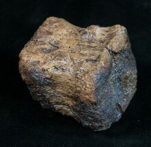 Small Edmontosaurus Caudal Vertebra - South Dakota #9449