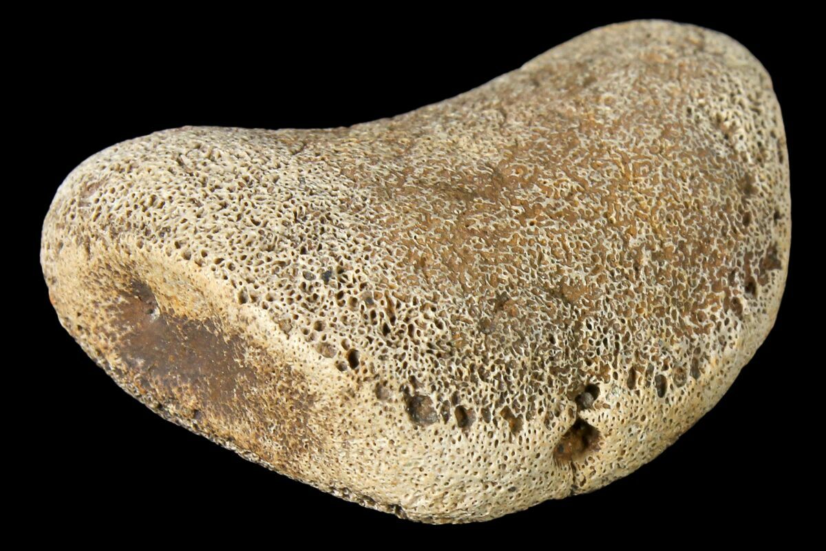 hadrosaur fossil for sale