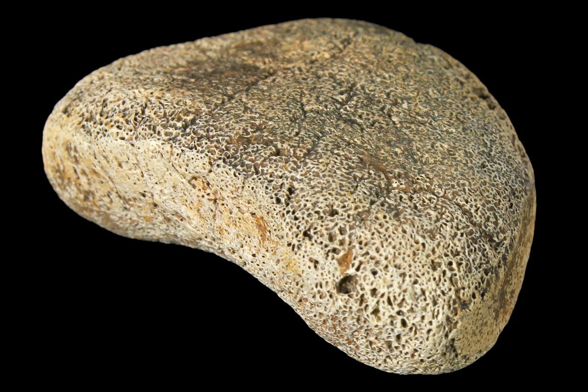hadrosaur fossil for sale